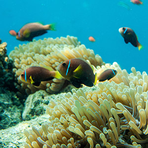 Faune marine des maldives